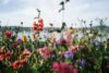 elisabeth-jurenka-TChQ7oTbSn0-unsplash